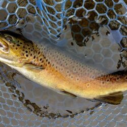 フライメインでルアーを少し ～岡崎トラウトポンド～